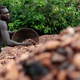 An Ivorian farmer arranges cocoa beans, to dry on reed mats, on a cocoa farm in Côte d’ Ivoire.